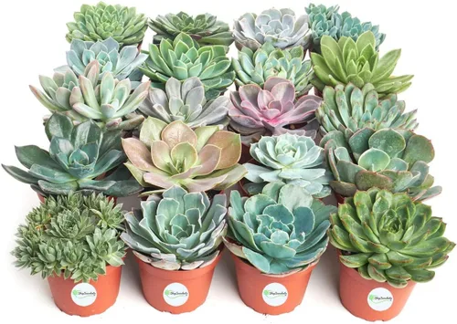 Miniatura 4 de Shop Succulents Colección de bodas Plantas suculentas de roseta a granel vivas Mini suculentas Echeveria enraizadas en macetas de 2 pulgadas