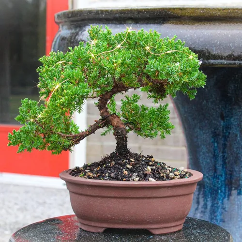 Miniatura 3 de Enebro de montículo verde con luces