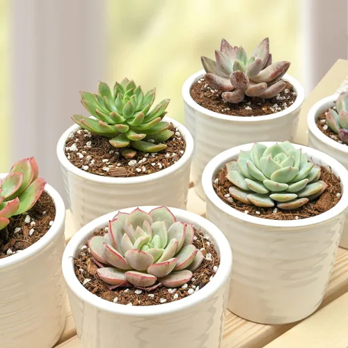 Miniatura 2 de Plantas suculentas (paquete de 6), suculentas vivas totalmente enraizadas en macetas de 5 cm con tierra, plantas únicas en maceta para bricolaje