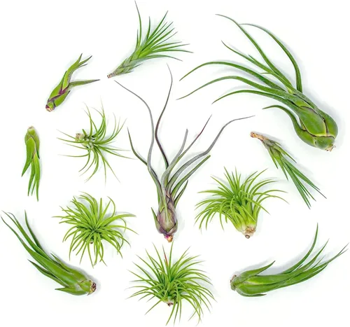 Miniatura 6 de Tillandsia Plantas de aire vivas de interior (paquete de 100), plantas de aire, recuerdos de fiesta a granel o recuerdos de boda, plantas vivas