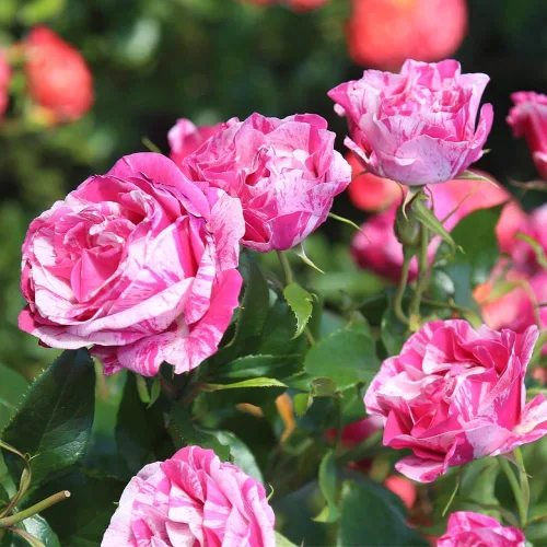 Miniatura 4 de Rosas Grandiflora, planta de raíz propia viva para jardín al aire libre, Parade Day™, excepcionalmente fragantes, zonas de rusticidad: 5-9