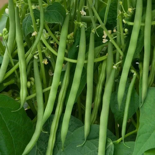 Miniatura 2 de Semillas de frijol Contender Bush (Phaseolus vulgaris) – 50 semillas de reliquia sin OMG de Isla's Garden Seeds, judías verdes de maduración