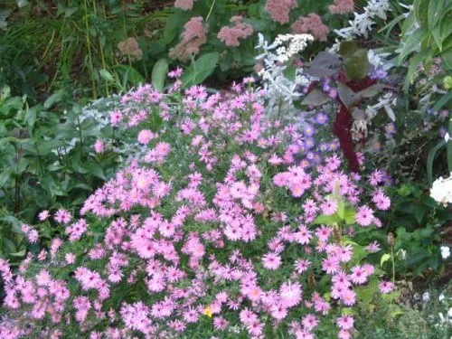 Miniatura 3 de 100 semillas de flor rosa de New England Aster Novae VAR Angliae