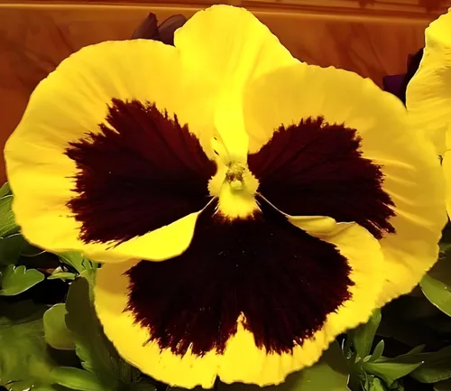 Miniatura 3 de Swiss Giant - Mezcla de semillas de pensamiento – Flores grandes y vibrantes 100 semillas sin OMG para plantar Anuales resistentes al frío