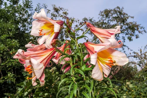Miniatura 2 de 10 semillas de flores blancas y rosas de Royal / King's Lilium Regale
