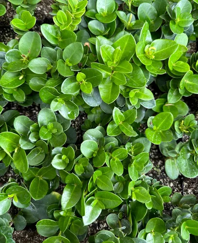 Miniatura 2 de Planta de ciruela Natal enana (Carissa macrocarpa Nana) - Maceta de 2 pulgadas