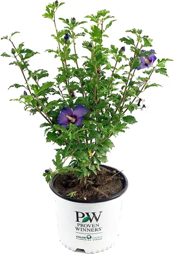 Miniatura 4 de Green Promise Farms Hibiscus syr. `Blue Chiffon` (Rosa de Sharon) Arbusto, contenedor de 3 tamaños