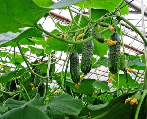 Miniatura 3 de Semillas de pepino autopolinizador de interior Firm Secret F1 Hybrid Vegetal para plantar sin OMG - Tiempo de cosecha 55 días