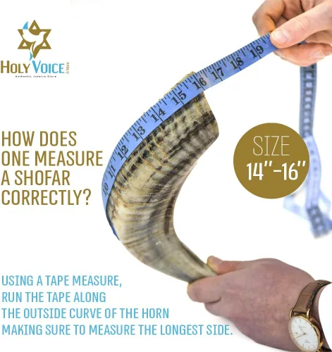 Miniatura 6 de Holy Voice Cuerno de Carnero Kosher Shofar de Israel – Cuerno Musical de 14"-16" con Bolsa para Shofar – Regalos Decorativos y Funcionales