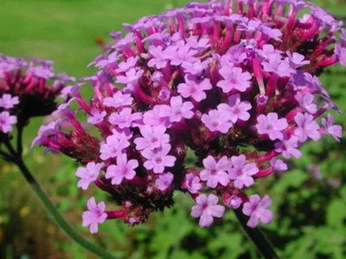 Miniatura 5 de Los racimos de flores lilas profundas son muy llamativos!!! Wow! (25 - Semillas)