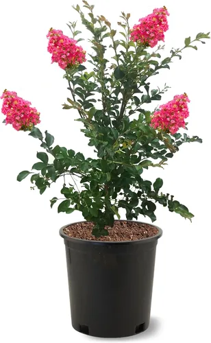 Miniatura 10 de American Plant Exchange Black Diamond Shell Pink Crape Myrtle Tree Live, maceta de 1 galón, 1-1.5 pies de alto, flores rosas vibrantes, tolerantes a