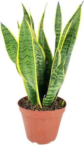Miniatura 24 de Árbol de dinero trenzado de tocón de Pachira (4 pulgadas), plantas de interior de la suerte, plantas de interior decorativas únicas de 4/6 pulgadas