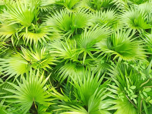 Miniatura 5 de 5 Green Saw Palmetto Serenoa Repens American Dwarf Palm Tree Arbusto de fruta comestible Semillas de sol o sombra
