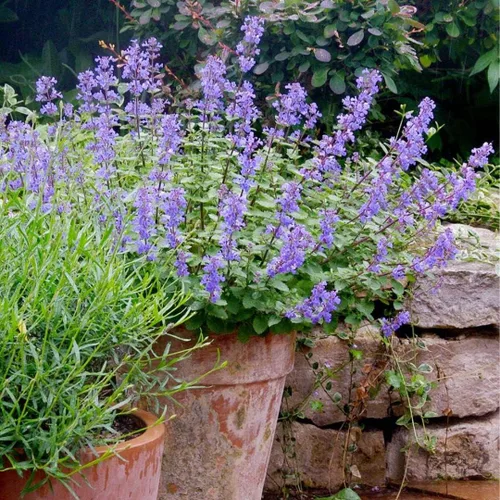 Miniatura 3 de Catmint Seeds- 'Blue Wonder'-(Nepeta Mussinii)-Compactas, tolerantes al calor, perenne (50 semillas)