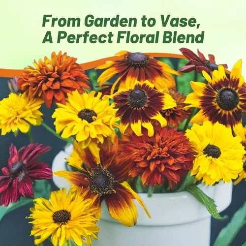 Miniatura 5 de Outsidepride All Sorts Mix Rudbeckia Seeds - 100 unidades. Semillas de flores anuales, fáciles de cultivar y auto-siembradas para plantar flores