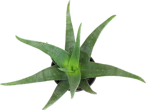 Miniatura 8 de Planta de aloe vera viva en maceta de cultivo de 1G, plantas de interior fáciles, (Aprox. 50.8 cm de altura), suculentas reales, plantas