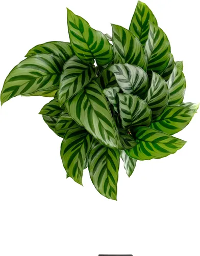Miniatura 3 de Shop Succulents Calathea Concinna Freddie, planta de interior viva, planta tropical de interior de fácil cuidado en maceta de vivero, planta