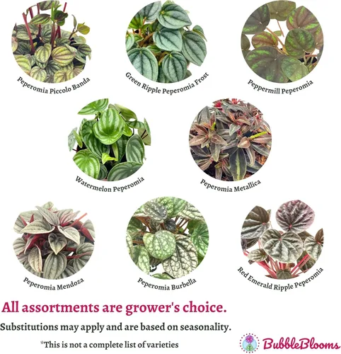 Miniatura 4 de BubbleBlooms Surtido de Peperomia, 6 peperomias diferentes en macetas de 2 pulgadas Grower's Choice