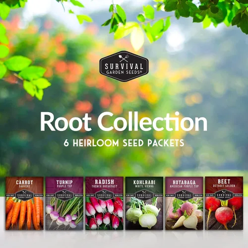 Miniatura 2 de Survival Garden Seeds Colección de semillas de raíz vegetal, paquete de 6: zanahoria Danvers, nabo superior, rábano francés, colinabo, rutabaga
