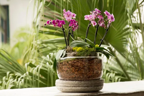 Miniatura 3 de SuperMoss (90509) Kit para macetas de orquídeas, juego completo de cuidado de orquídeas con musgo preservado, corteza de orquídea, clips florales