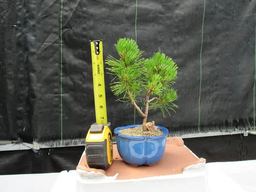 Miniatura 3 de Árbol bonsái de pino Mugo - Pequeño