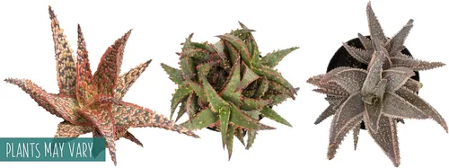 Miniatura 14 de Plantas suculentas de aloe vivo (paquete de 3), plantas suculentas viven en tierra para macetas, plantas suculentas en maceta, plantas vivas de Negro