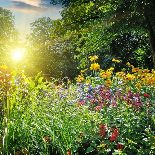 Miniatura 2 de Mezcla de flores orgánicas para cortar ramos, 1 onza ~ 6,000 + semillas, 6 variedades para atraer mariposas, abejas y otros polinizadores, flores