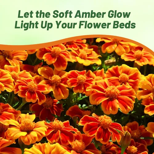 Miniatura 6 de Outsidepride 100 semillas anuales Tagetes Patula Francesa Marigold Amber Glow Garden Flower Seeds para plantar
