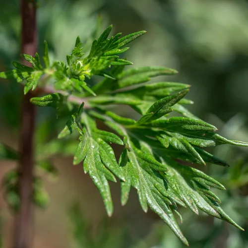 Plant Good Seed Semillas orgánicas a granel de artemisa común para plantar: vegetales, flores y hierbas, cultivadas en granja - Paquete de 4,000