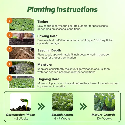 Miniatura 4 de Outsidepride Bayou - Semillas de col rizada – 5 libras anuales, versátiles y tolerantes al frío, semillas de cultivo de cobertura para plantar