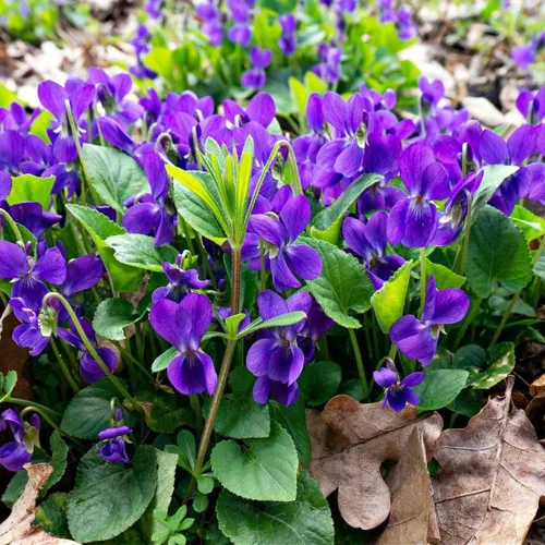 Miniatura 2 de Más de 310 semillas de viola dulce violeta, semillas de flores de alta tasa de germinación, perennes de larga floración para paisajismo, cestas