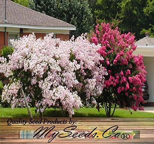 Miniatura 4 de Big Pack by MySeeds.Co