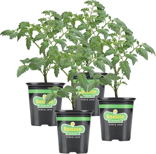 Miniatura 13 de Bonnie Plants Better Boy Tomate Plántula, Planta Viva, para Hamburguesas, Salsa y Salsas, Pleno Sol, 3 Pulgadas Cúbicas, Paquete de 6