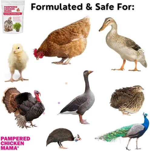 Miniatura 7 de Pampered Chicken Mama Suplemento de muda para pollos: las plumas más esponjosas de la historia Alimento para pollo en el patio trasero y suministros