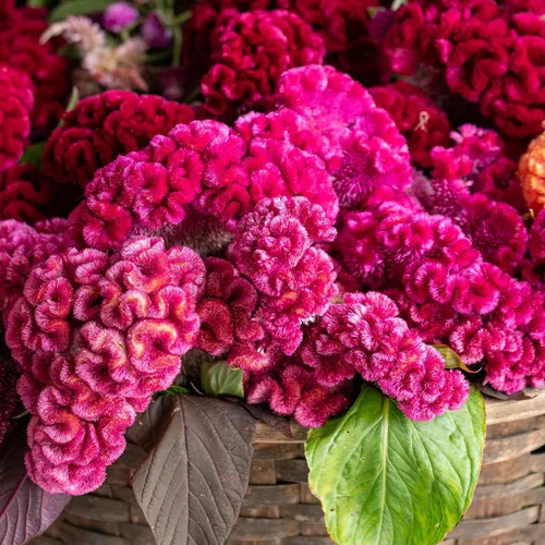 Miniatura 2 de Semillas mixtas (Celosia Cristata) – 300 piezas anuales, tolerantes al calor y la sequía Crestas onduladas exóticas, colores vibrantes