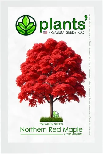 Arce Rojo del Norte | Semillas Premium | Acer rubrum 'Fall' | Plants'® (Premium Seeds, 50)