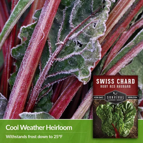 Miniatura 4 de Semillas de acelgas suizas de ruibarbo rojo rubí para plantar, acelga roja reliquia, cultivo de clima fresco o cálido para jardines domésticos