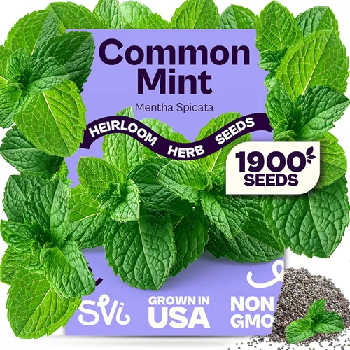 Miniatura 15 de SVI 2000 semillas de albahaca genovesa (Ocimum basilicum) - Paquetes de semillas de albahaca dulce - Semillas aromáticas de hierbas culinarias