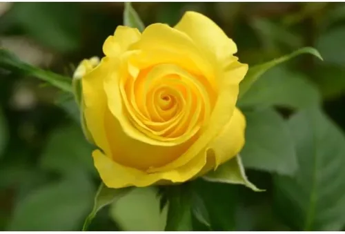 Miniatura 5 de Más de 100 piezas de semilla de rosa amarilla, símbolo de amistad, arbustos de rosa perenne, planta de paisajismo llamativa, fácil de cultivar