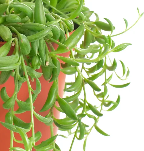 Miniatura 2 de Shop Succulents Cadena de plátanos colgantes suculentas, planta suculenta viva de 6 pulgadas con colgador, planta de interior de bajo mantenimiento