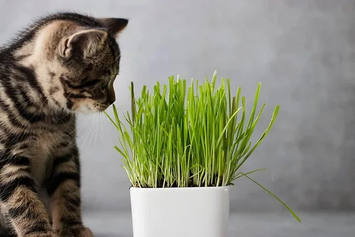 Semillas de hierba de gato para plantar, 1 libra de semillas, golosina nutritiva y sabrosa para gatos y otros animales.