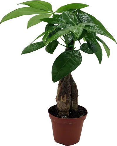 Árbol de dinero retorcido - Pachira - Maceta de 3" - Tendencia