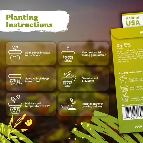 Miniatura 3 de KVITER 25 semillas de algodón blanco para plantar (Gossypium hirsutum) – Planta de algodón real, semillas de algodón para cultivo, semillas