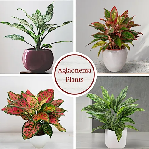Miniatura 2 de Aglaonema - Colección de plantas vivas (paquete de 4) - Plantas de hoja perenne chinas en macetas de 2 pulgadas Plantas de interior de fácil