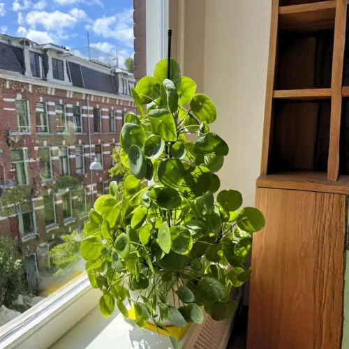 Miniatura 5 de Planta de dinero viva, Pilea Peperomioides Plant Live, de 5 a 7 pulgadas de alto, plantas de dinero en interiores, planta de interior de fácil
