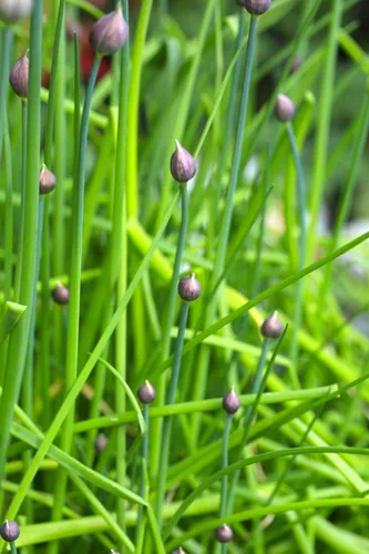 Miniatura 5 de Semillas de cebollino más de 100 semillas para cultivar Allium Schoenoprasum para plantar en primavera u otoño