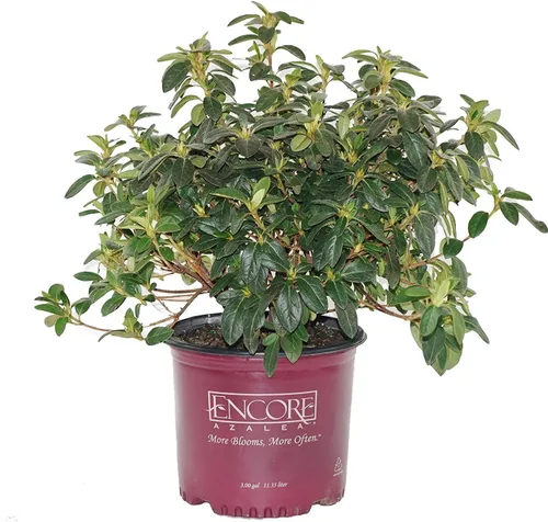 Miniatura 2 de Azalea Encore Autumn Twist (Azalea Reblooming) Arbusto, RB blanco/púrpura, #3 - Tamaño Contenedor