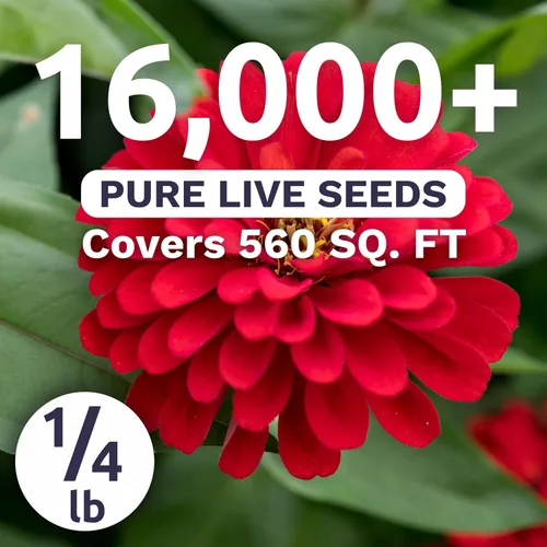 Miniatura 2 de Zinnia Cherry Queen - Paquete grande de 4 onzas - 16,000 semillas de flores para plantar - Zinnia elegans