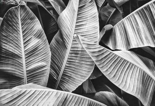 Miniatura 2 de MFWFM - Papel tapiz de hojas grises tropicales con hojas de plátano mural de pared para dormitorio, sala de estar, fondo de TV, cubierta de pared