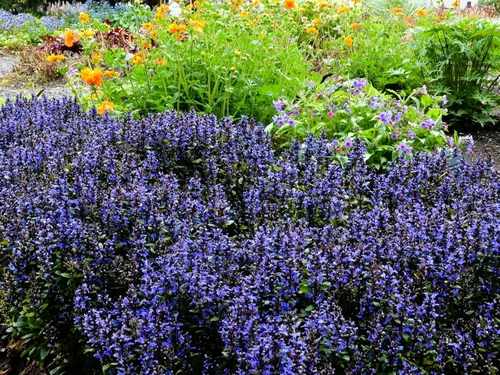 Miniatura 2 de Greenwood Nursery: Plantas vivas de cobertura del suelo - Bugleweed Blueberry Muffin + Ajuga Reptans - [Cantidad: 1x Maceta de Pinta]